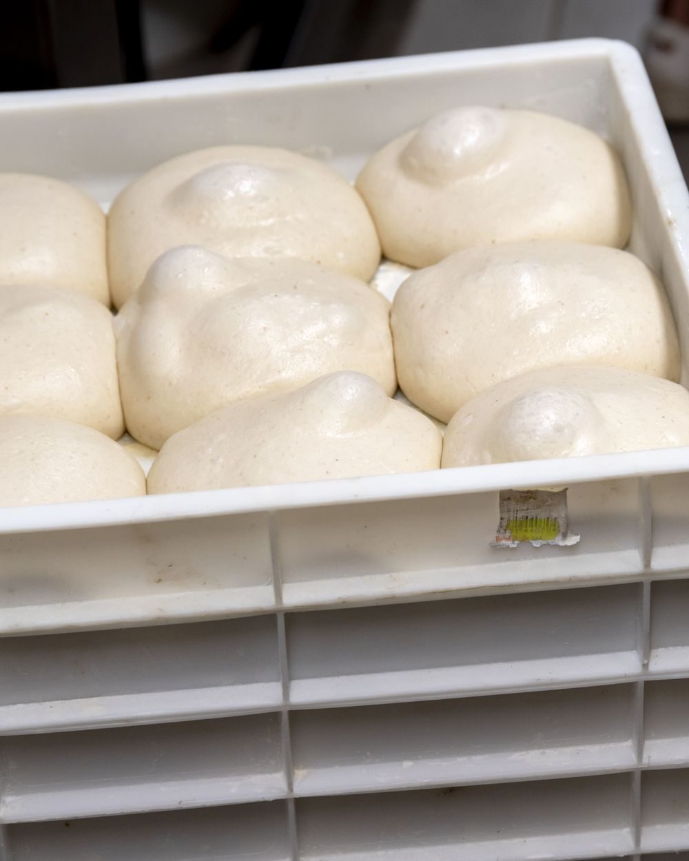 Panetti di impasto in lievitazione